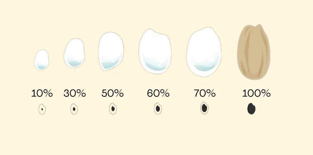 classificazione-sake