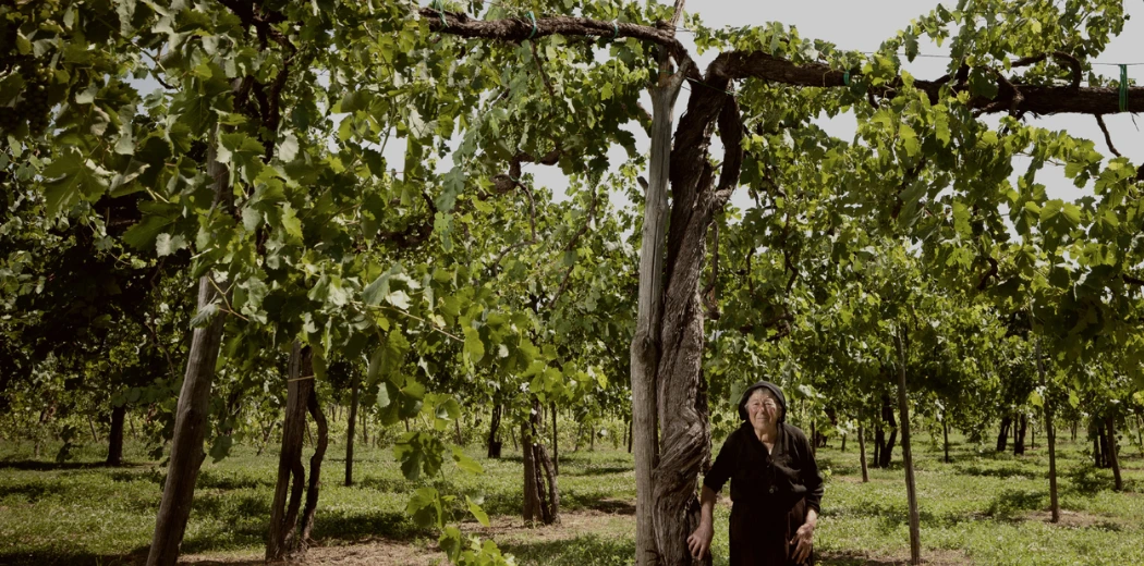 vigne-aglianico-feudi